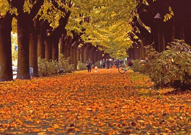 foliage autunno cassano magnago daniele beati 765767.610x431