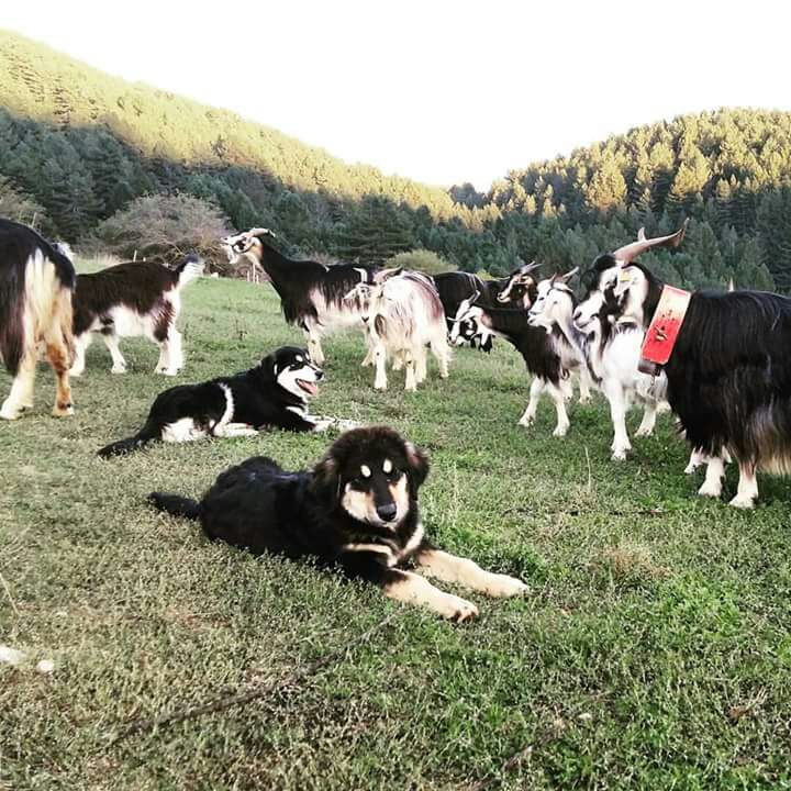 cane pastore della sila3